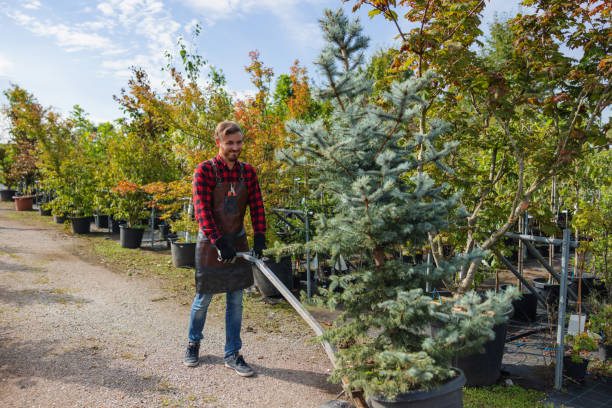 Best Storm Damage Tree Cleanup  in Carthage, NY